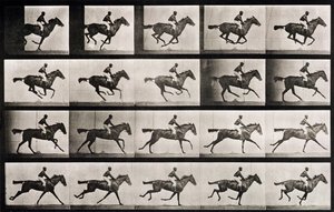 Jockey på en galopperende hest, plate 627 fra 